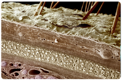 Microfotografia de la piel humana