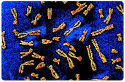 Termografia de cromosomas humanos